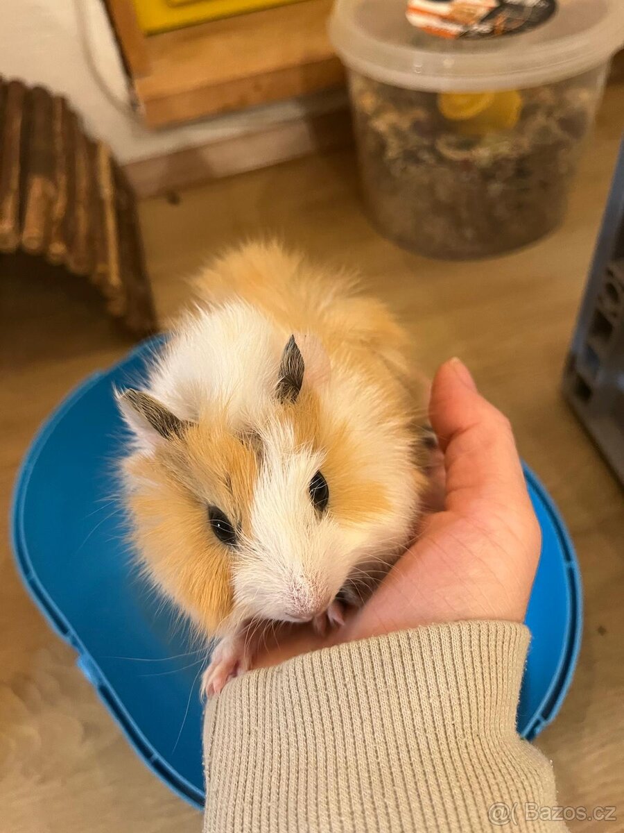 Prodam mladata morcata