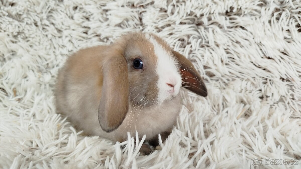 Zakrslý beránek, králíček, králík - TARA