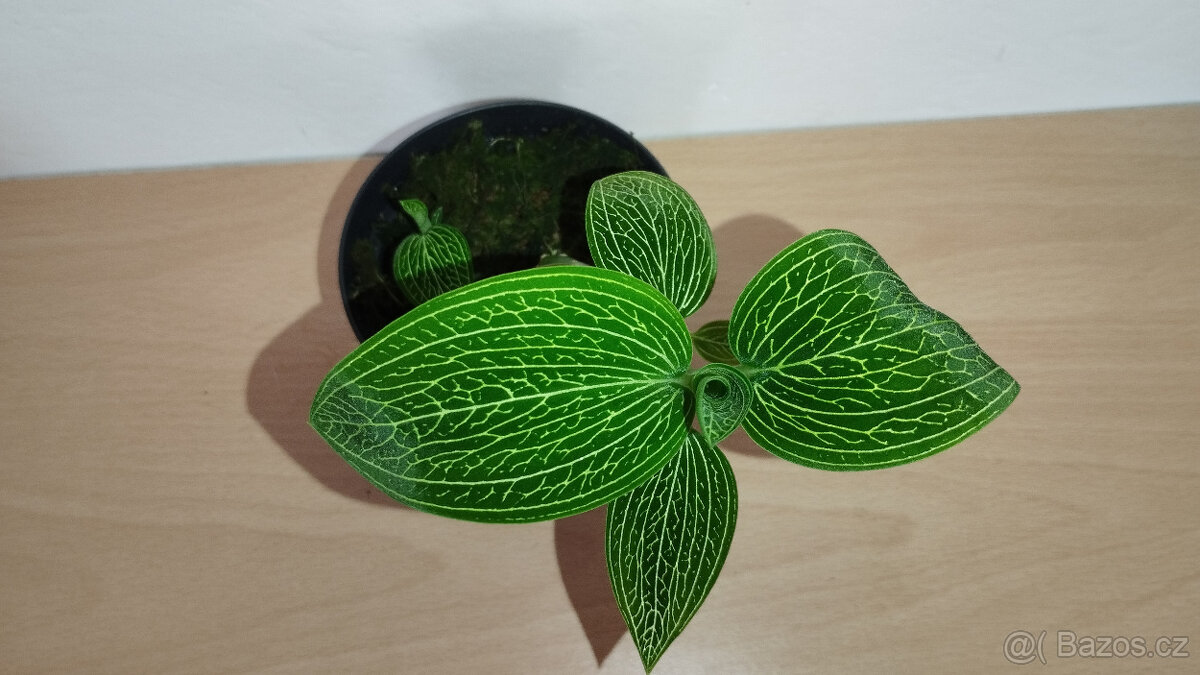 Ludisia Discolor Alba