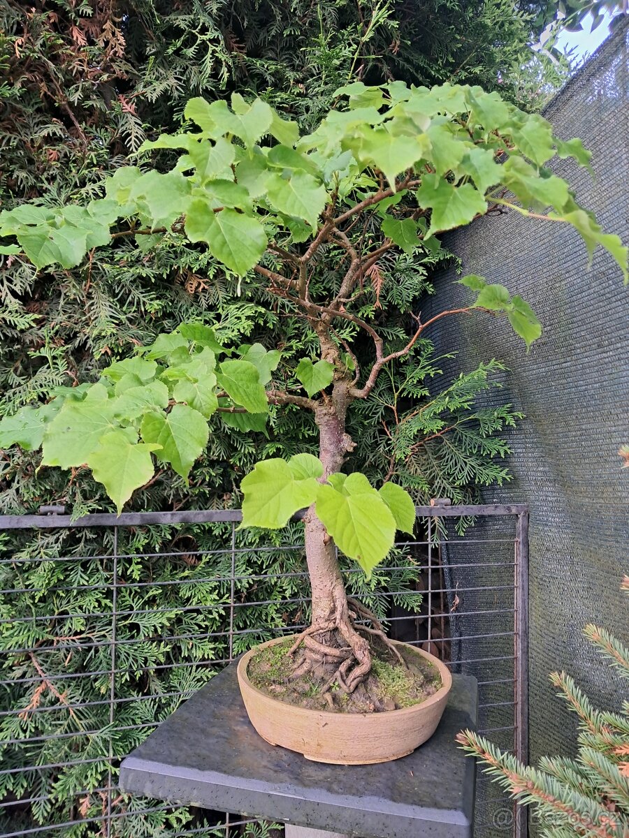 Bonsai,bonsaj Lípa