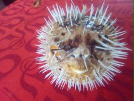 PREPAROVANÁ OSTNATÁ RYBA - FUGU - //JEŽÍK HNĚDÝ//
