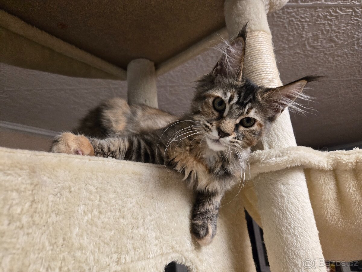 Mainská mývalí kočička, kotě s rodokmenem