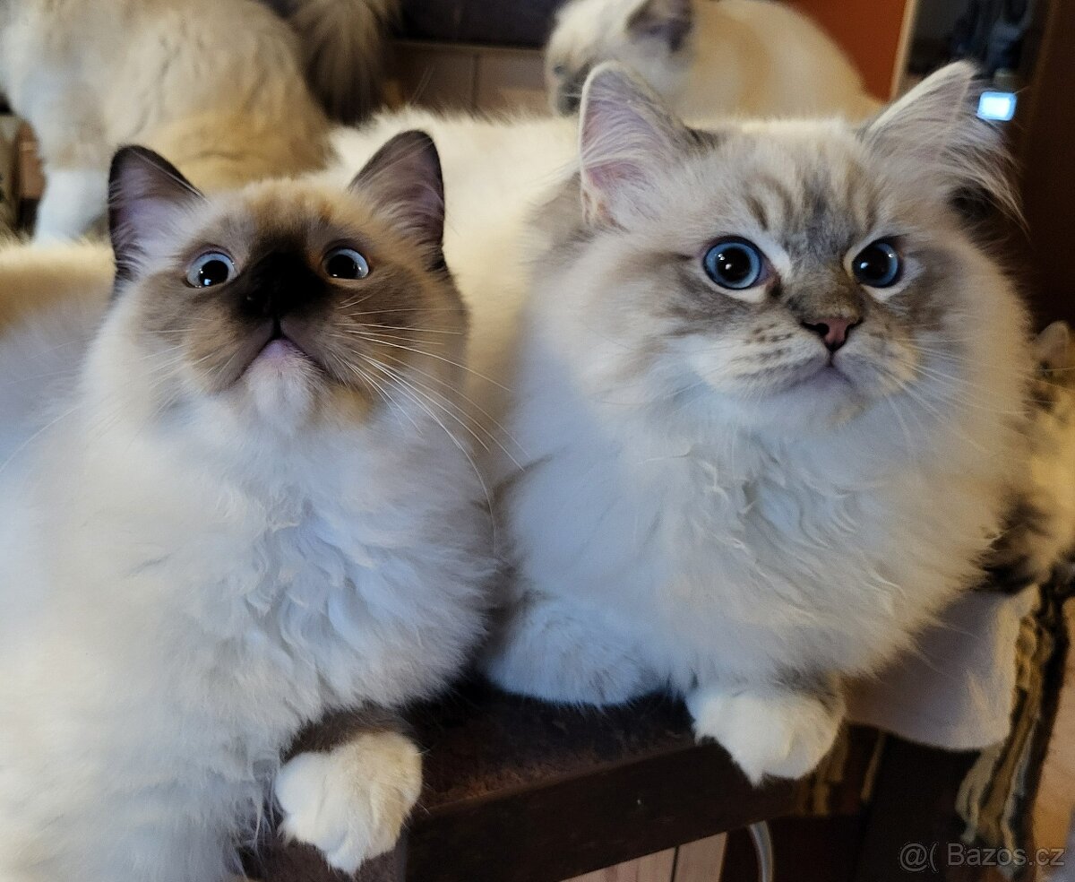 Ragdoll koťata s PP