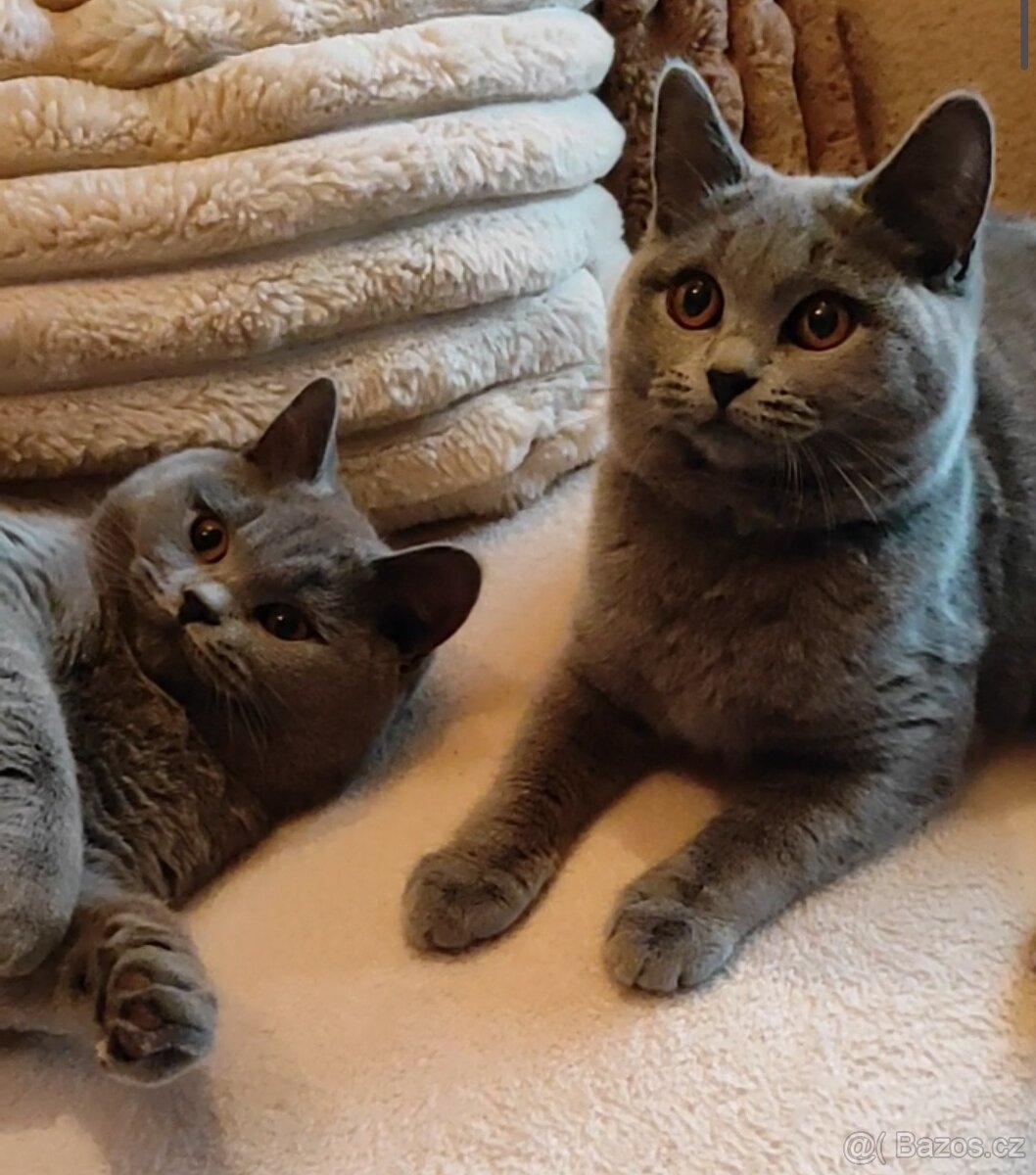 Britská koťátka britské kotě