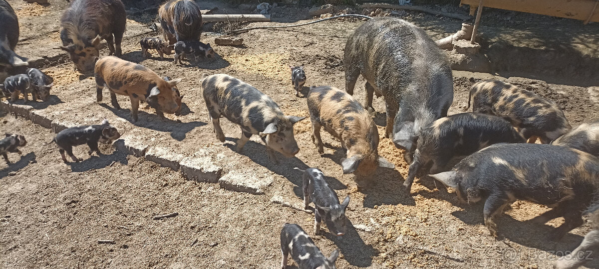 prase Kune Kune, sele,selata,prasnička,kanec,sele na gril