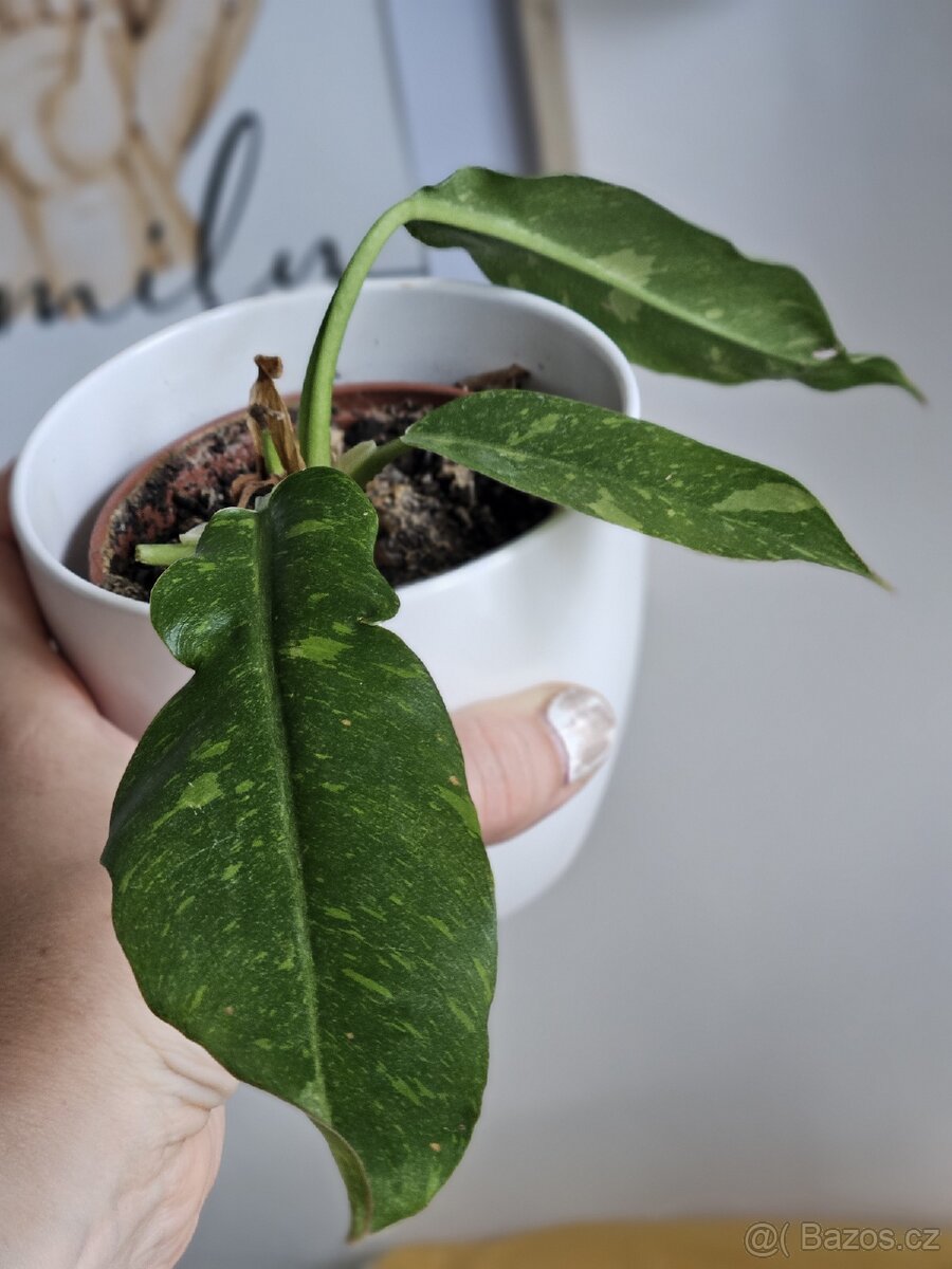 pokojová rostlina Philodendron různé