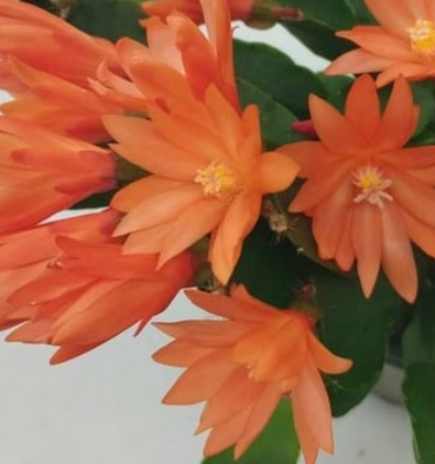 Rhipsalidopsis Orange - velikonoční kaktus oranžový