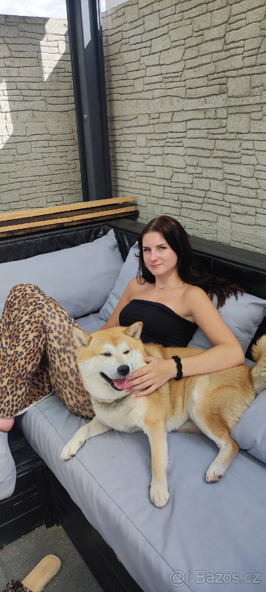 Shiba inu