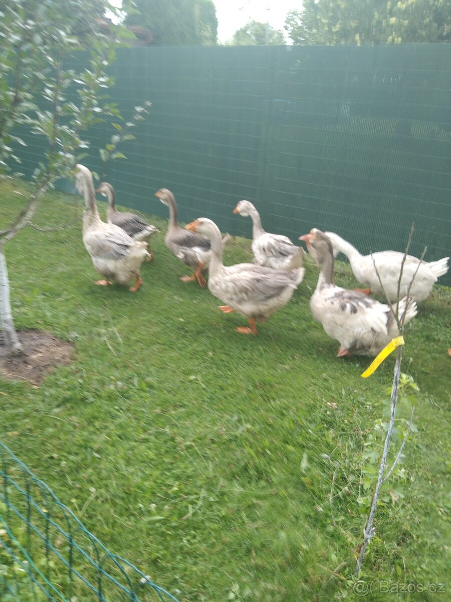 Pávy,husy, zakrslé kachny
