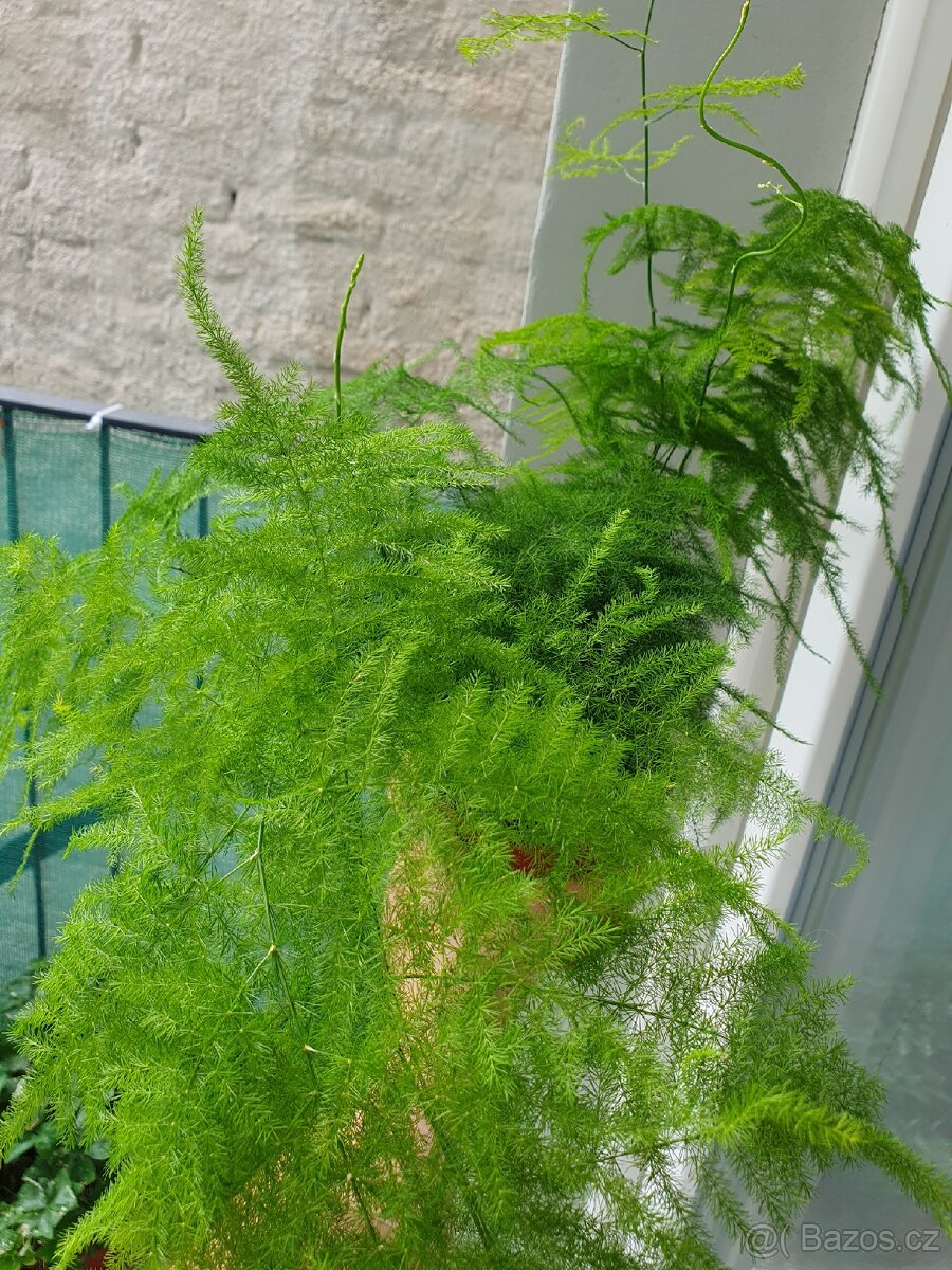 Asparagus