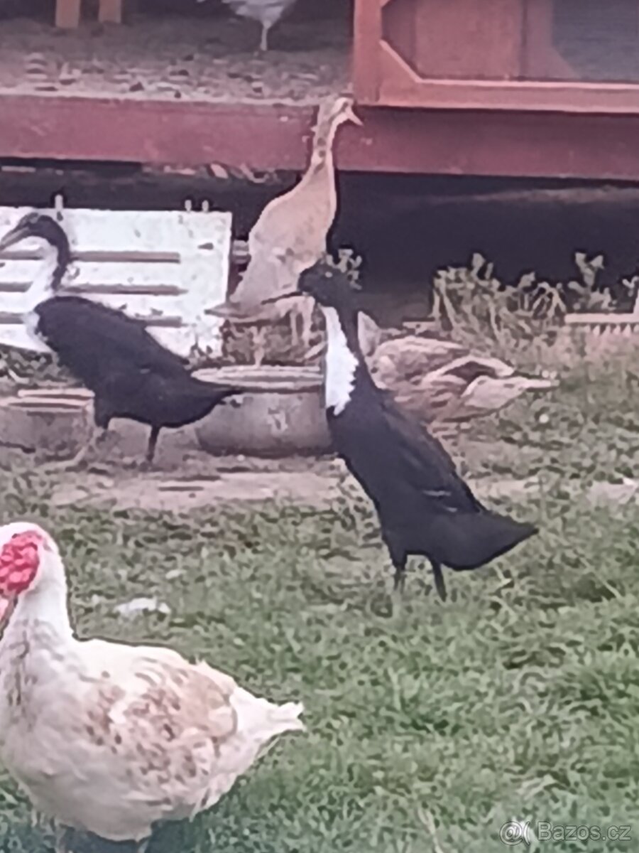 Indický běžec