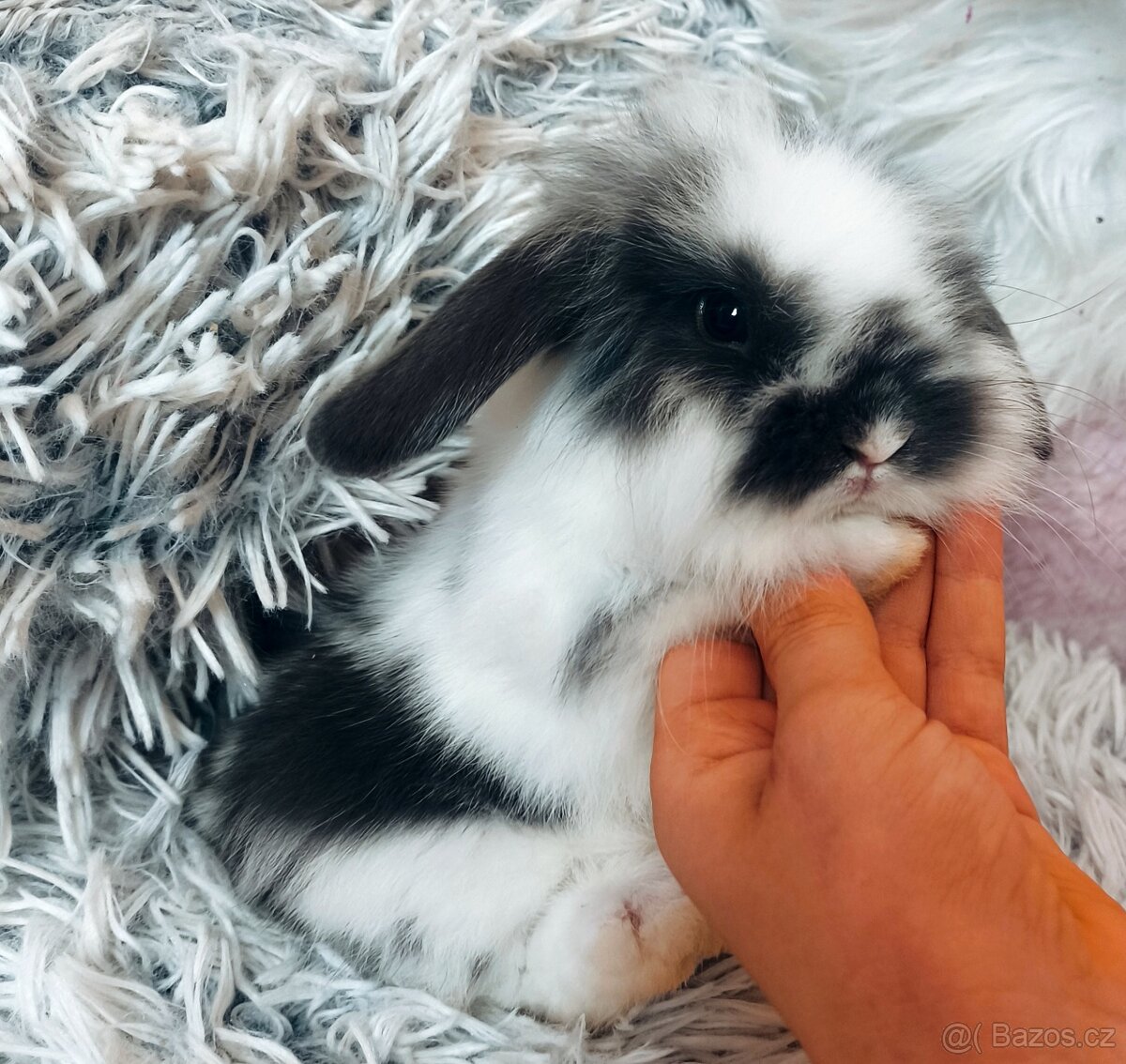 Mláďě zakrslý králíček minilop/lvíček