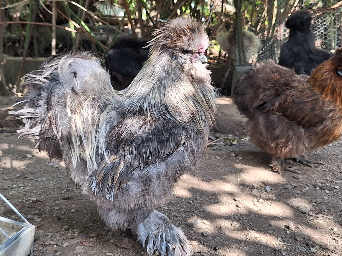 Hedvábnička USA kohouti