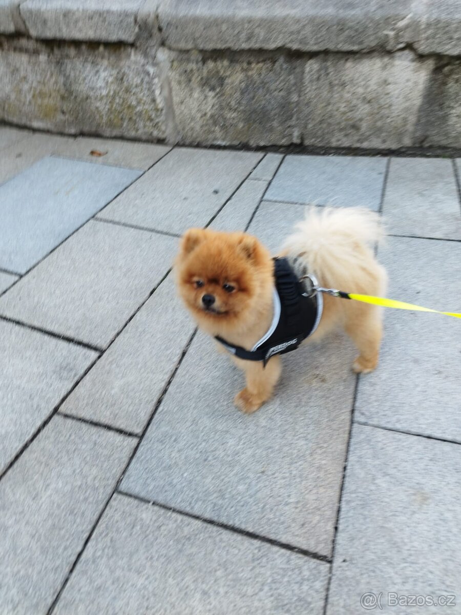 hledám fenku k nakrytí pomeraniana