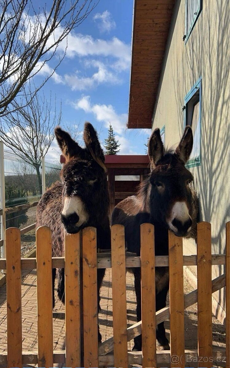 OSEL OSLÍK OSLÍČEK