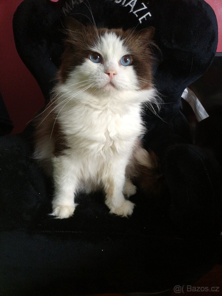 Ragdoll kocour bicolor