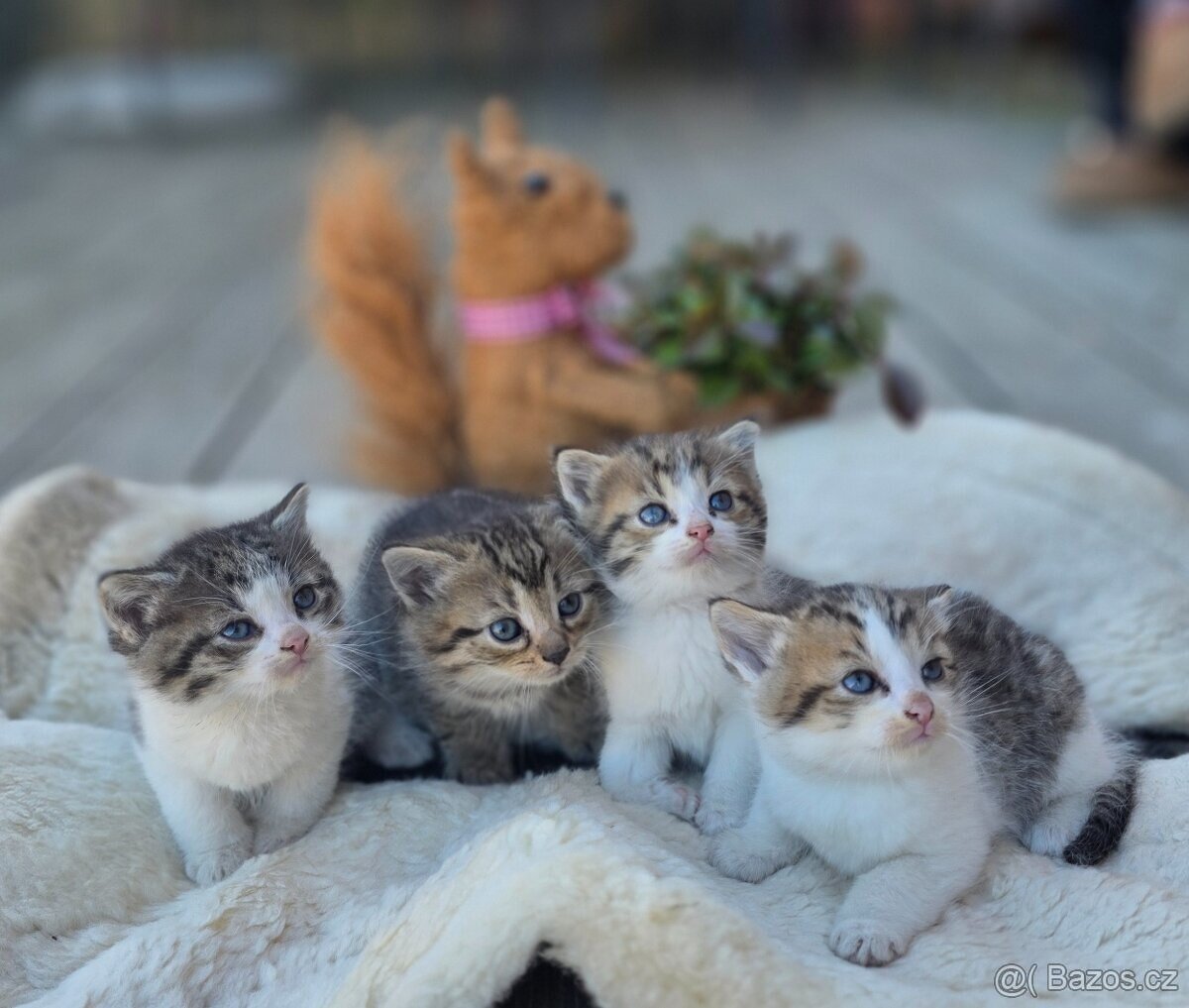 STÁJOVÁ KOŤÁTKA K REZERVACI