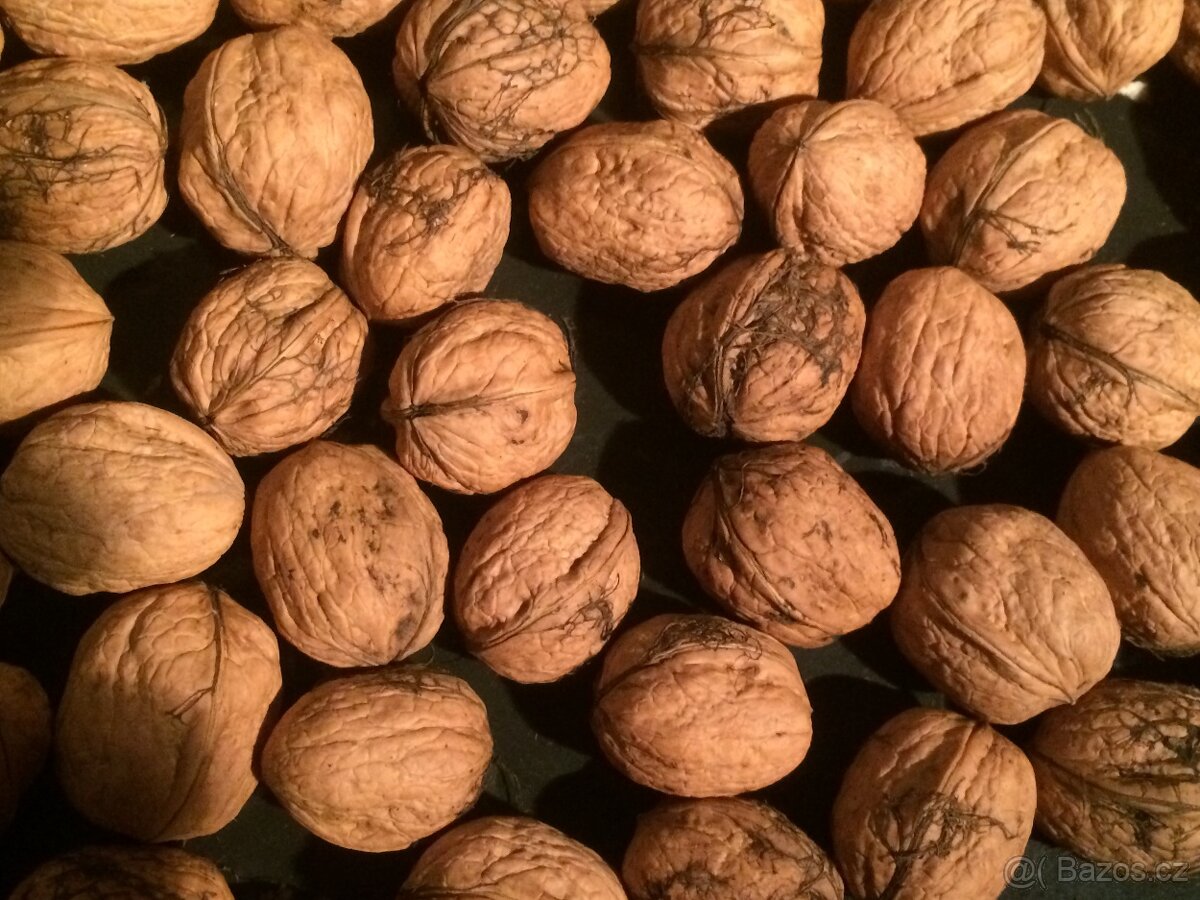 PRODÁM VLAŠSKÉ OŘECHY V BIO KVALITĚ