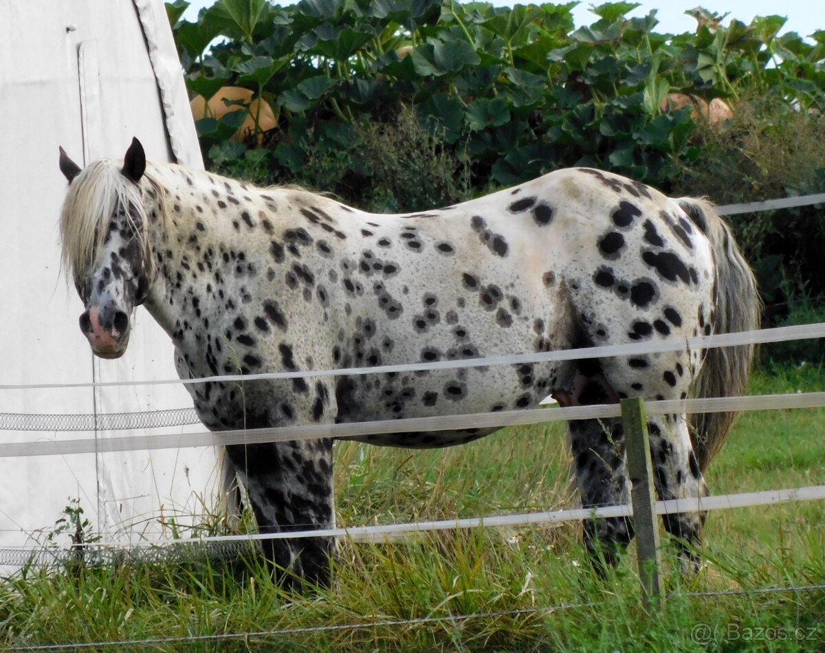 Appaloosa hřebec - připouštění