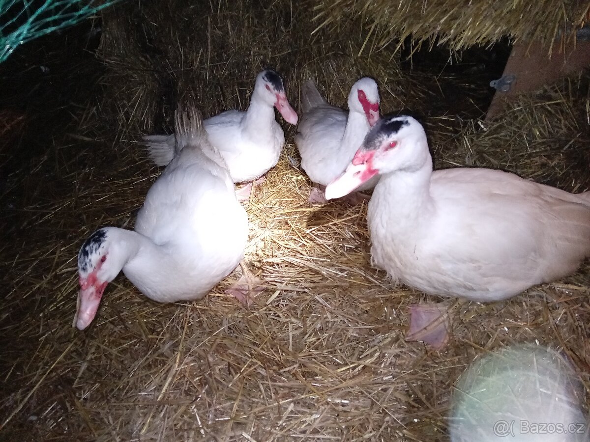 Kačeři - kachna pižmová