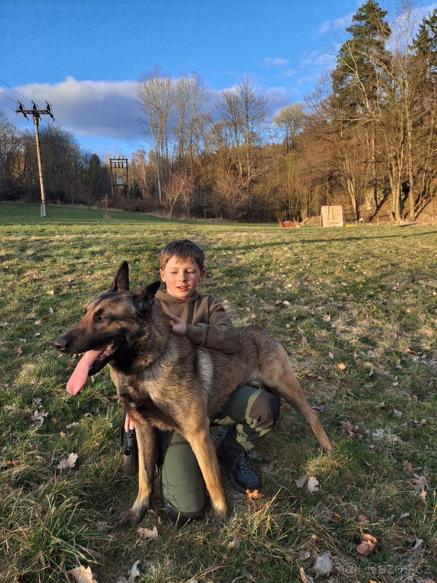 Belgický ovčák Malinois – hlídač, srdcem mazel