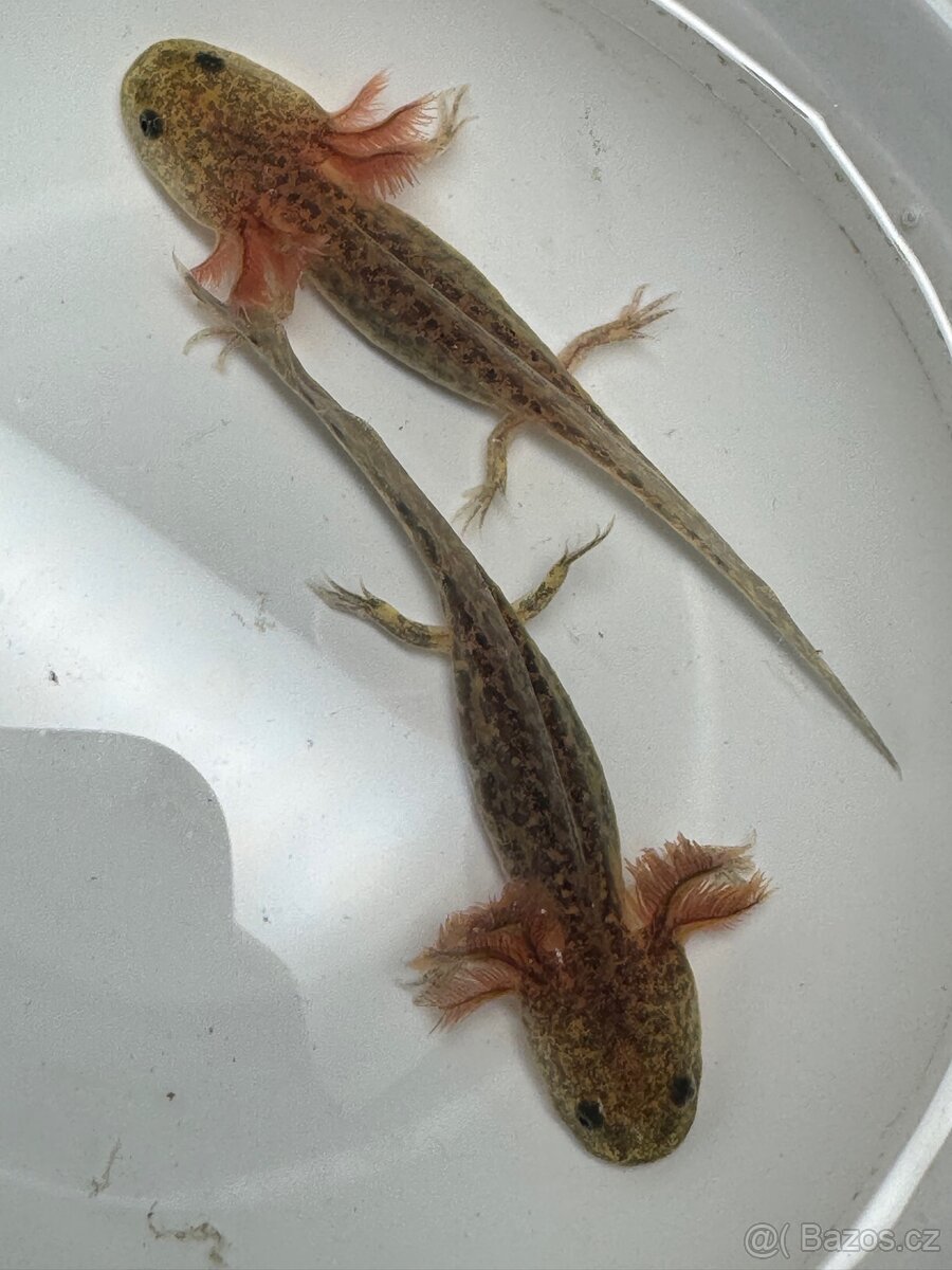 Axolotl