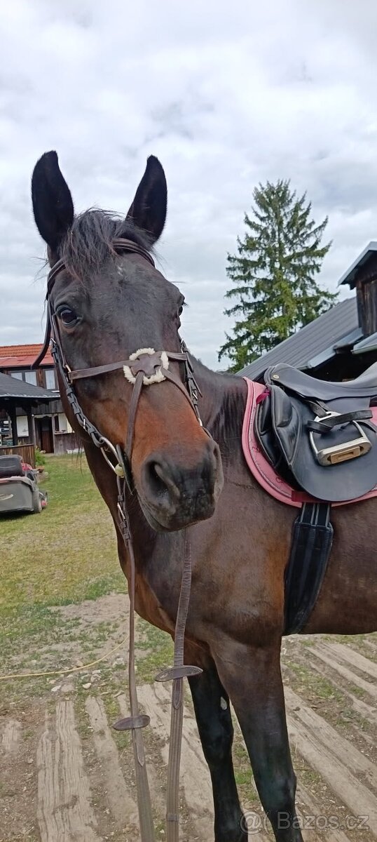 Prodam kobylku