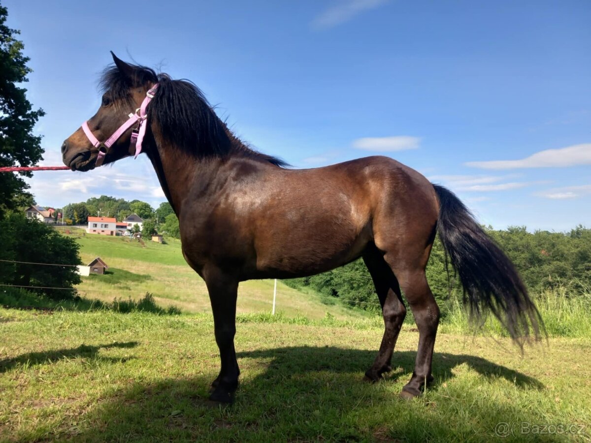 Pony kobylka