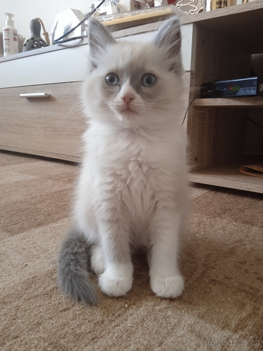 Ragdoll