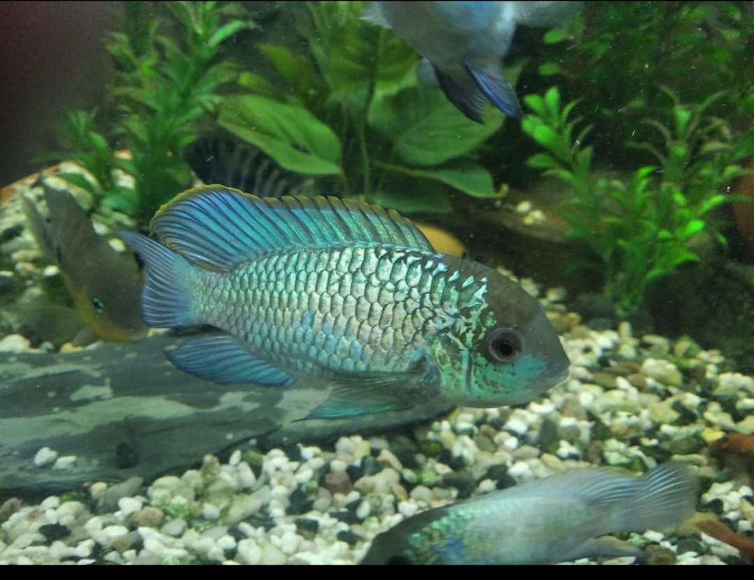 Akary Blue neon