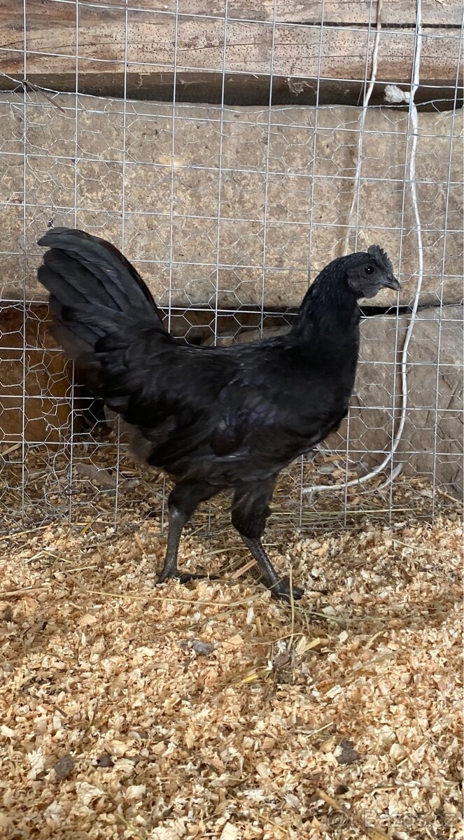Kohout Ayam Cemani