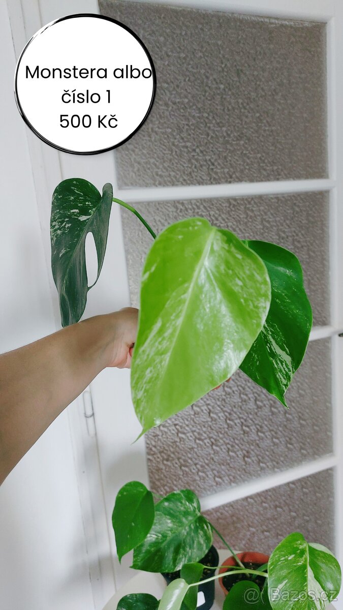 Monstera albo - č. 1