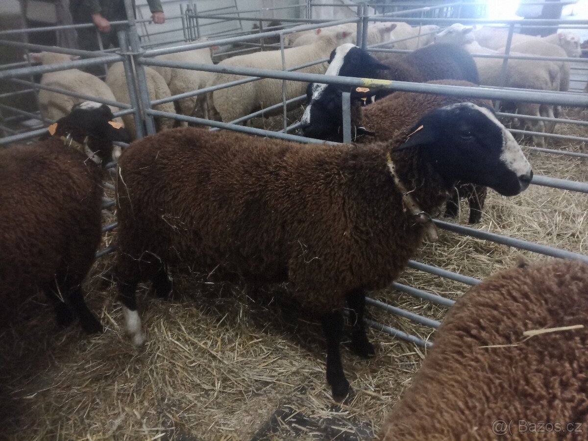 Plemenný beran Zwartbles