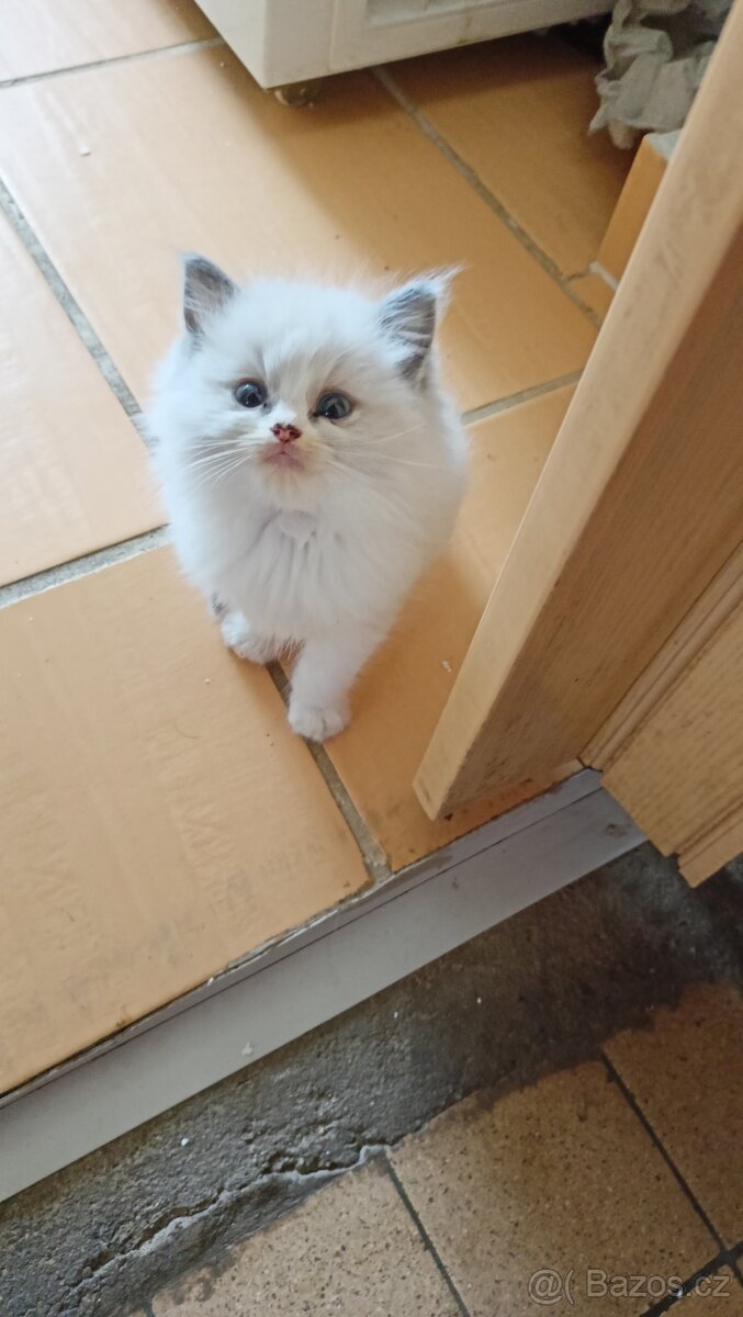 Krásná koťátka Ragdollů s PP