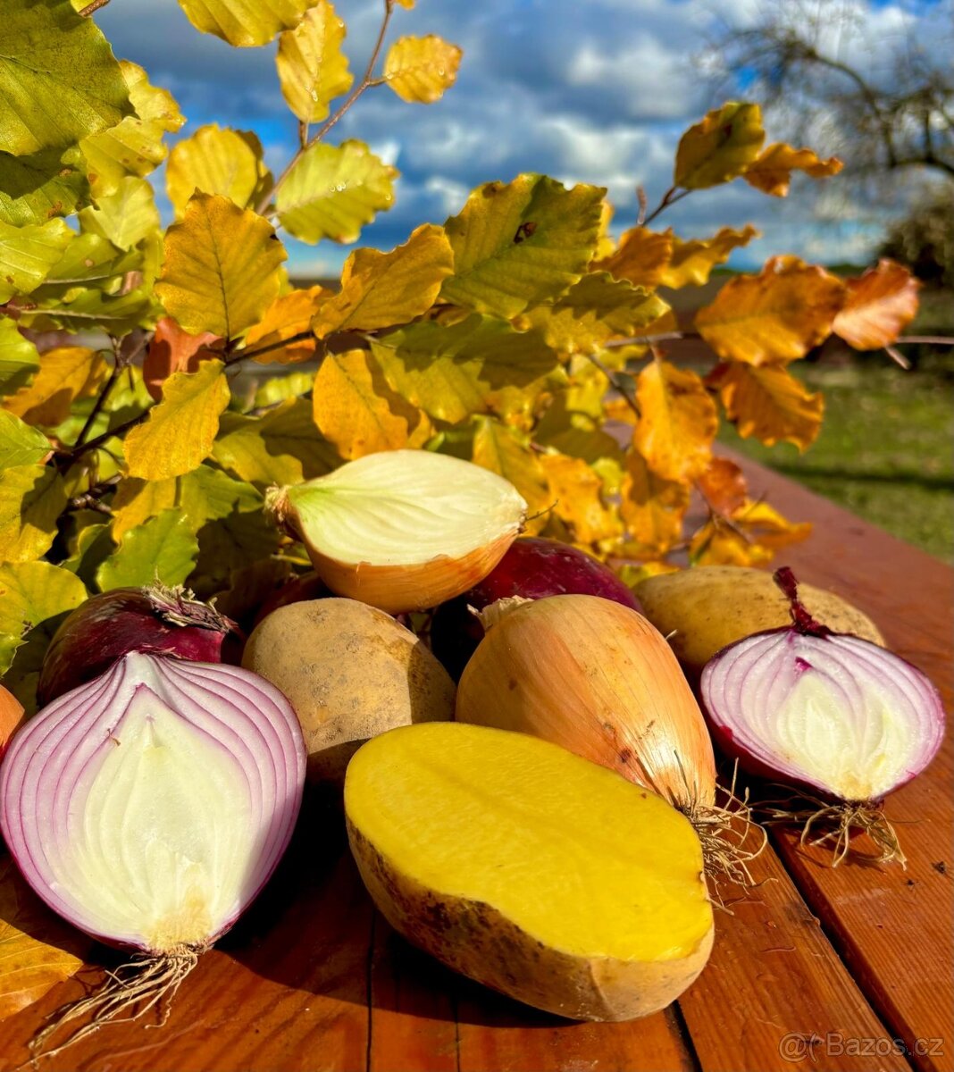 Prodej cibule červená, žlutá,na uskladnění,
