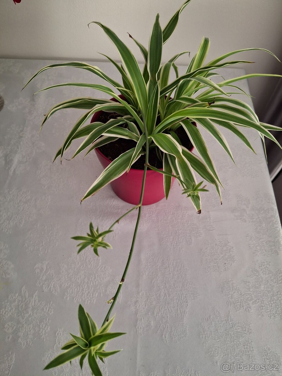 Pokojova rostlina zelenec 3 + 3