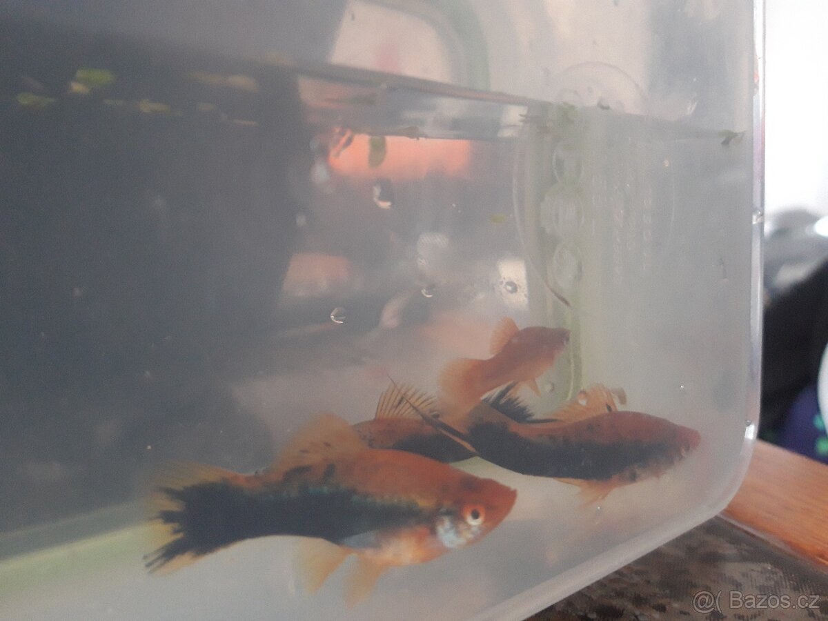 Prodám mečovky a paví očka