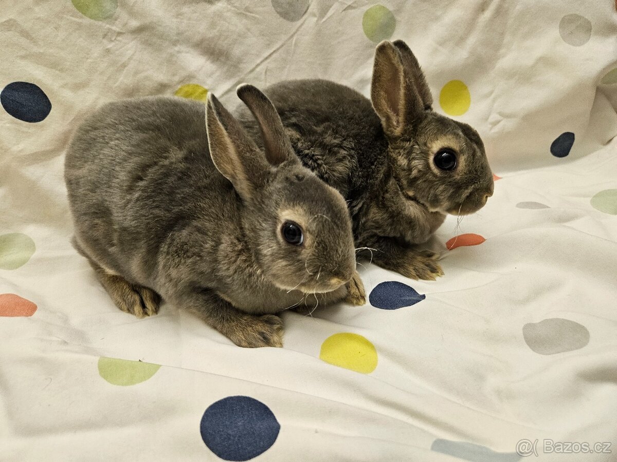 Zakrslý králíček