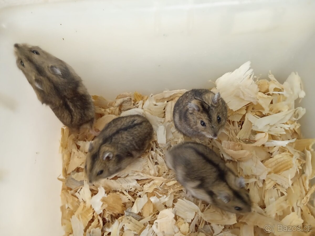 Křečík džungarský