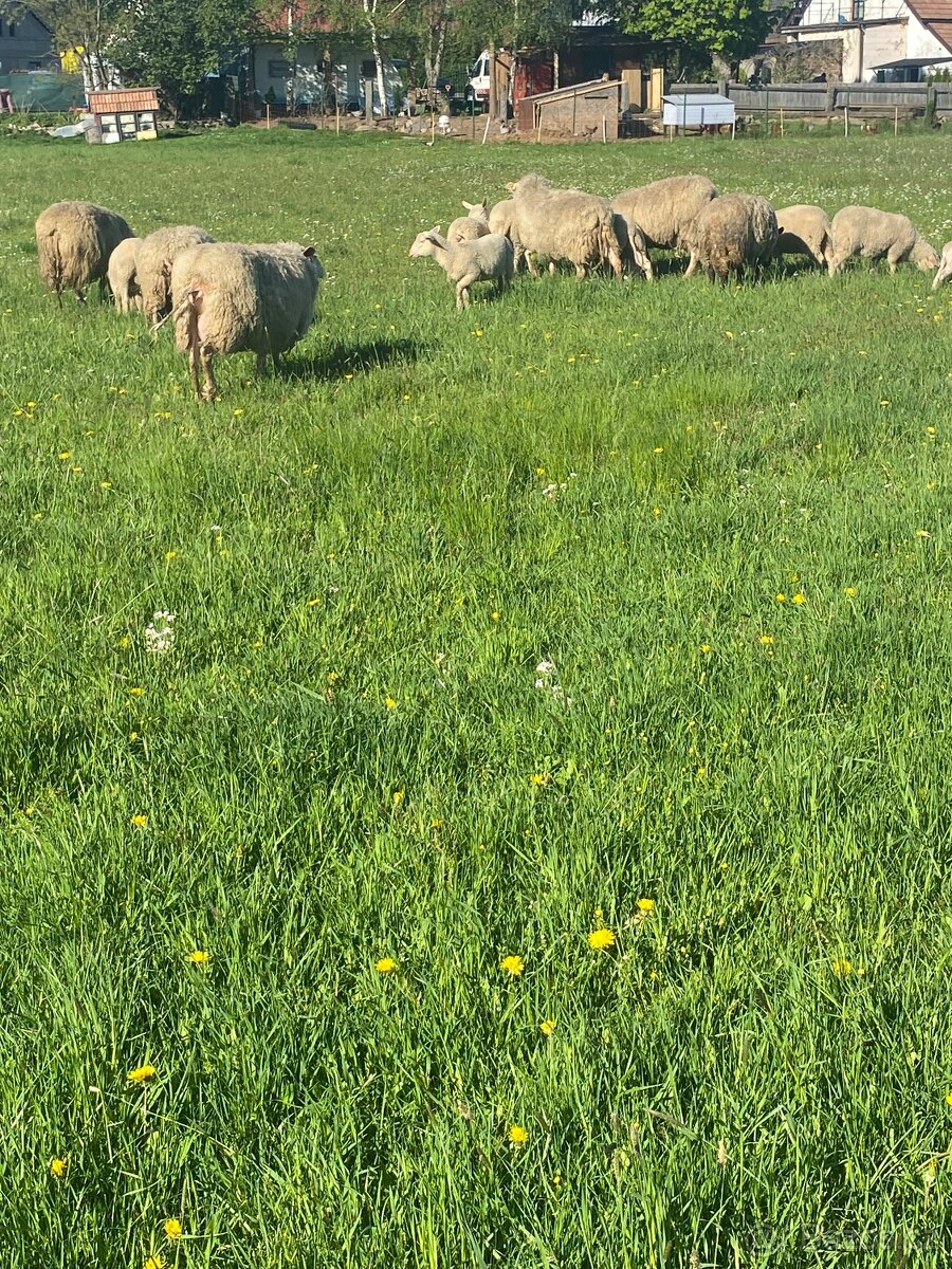 Vychodofriska ovce