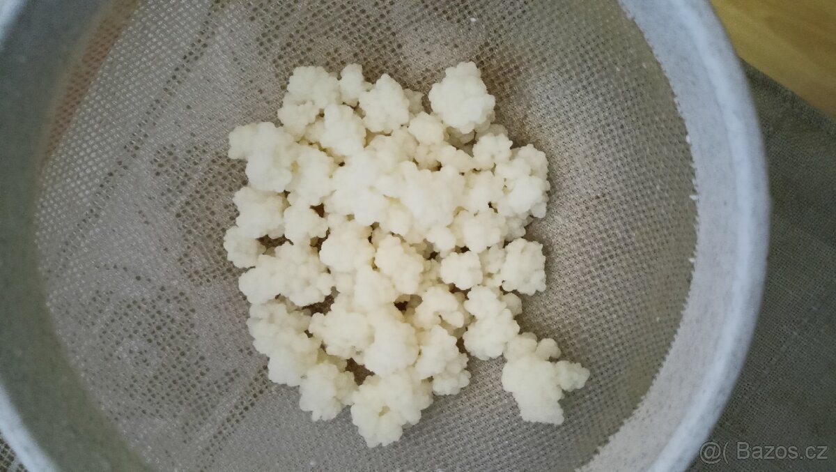 Tibetská houba