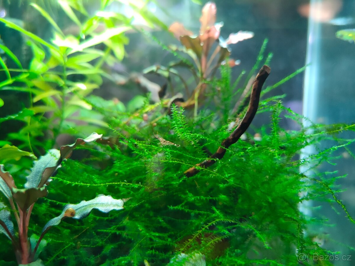 Krevetky Caridina cantonensis sp. Tiger