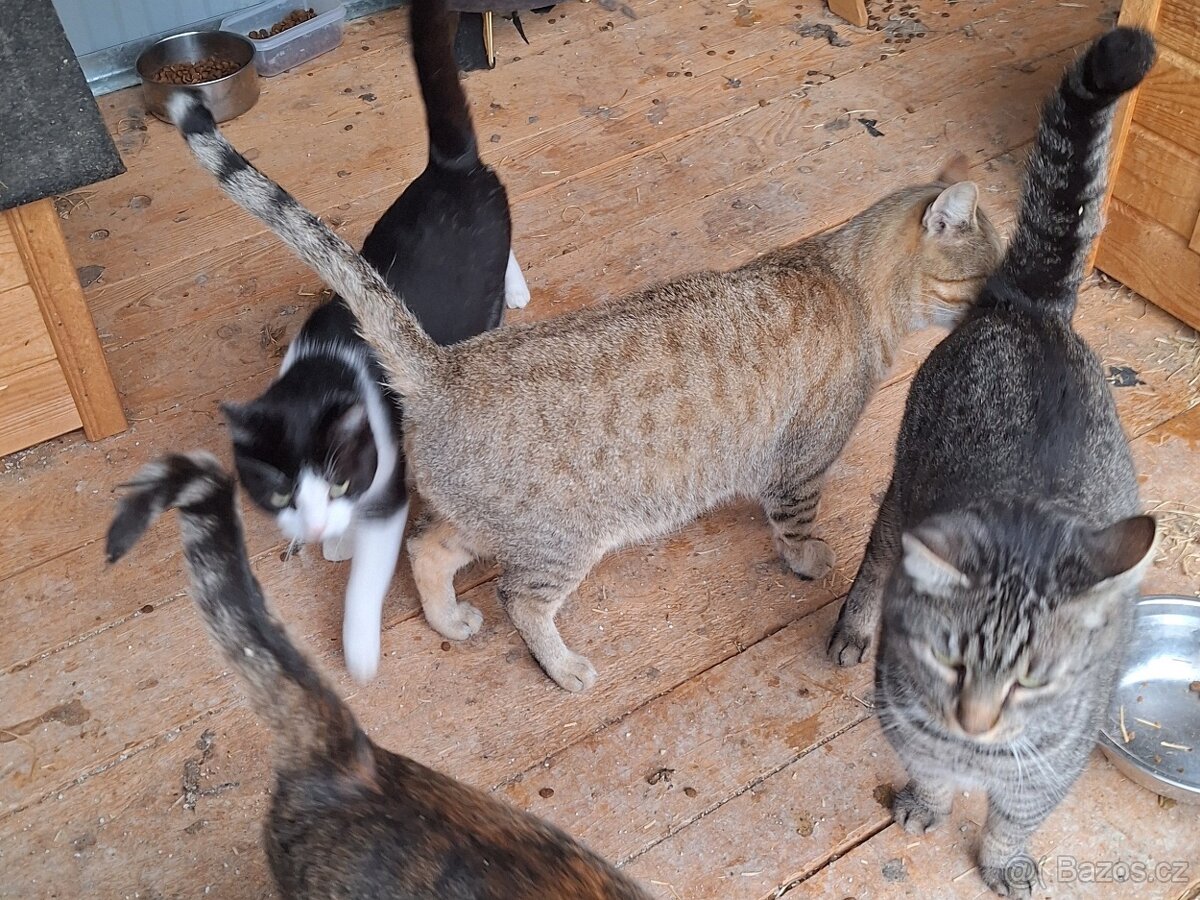 Daruji 3 kočky
