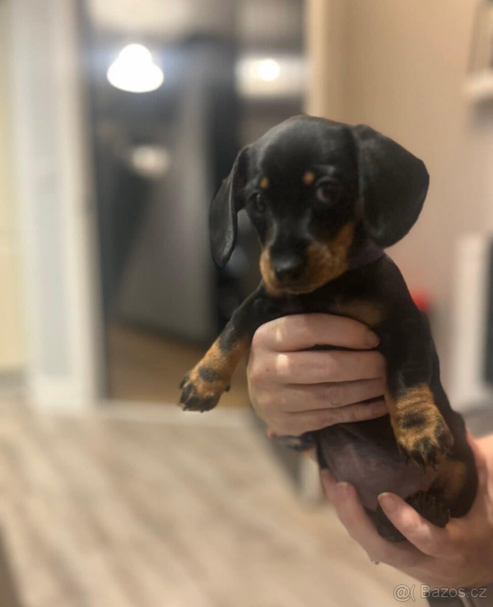 Jezevčík trpasličí