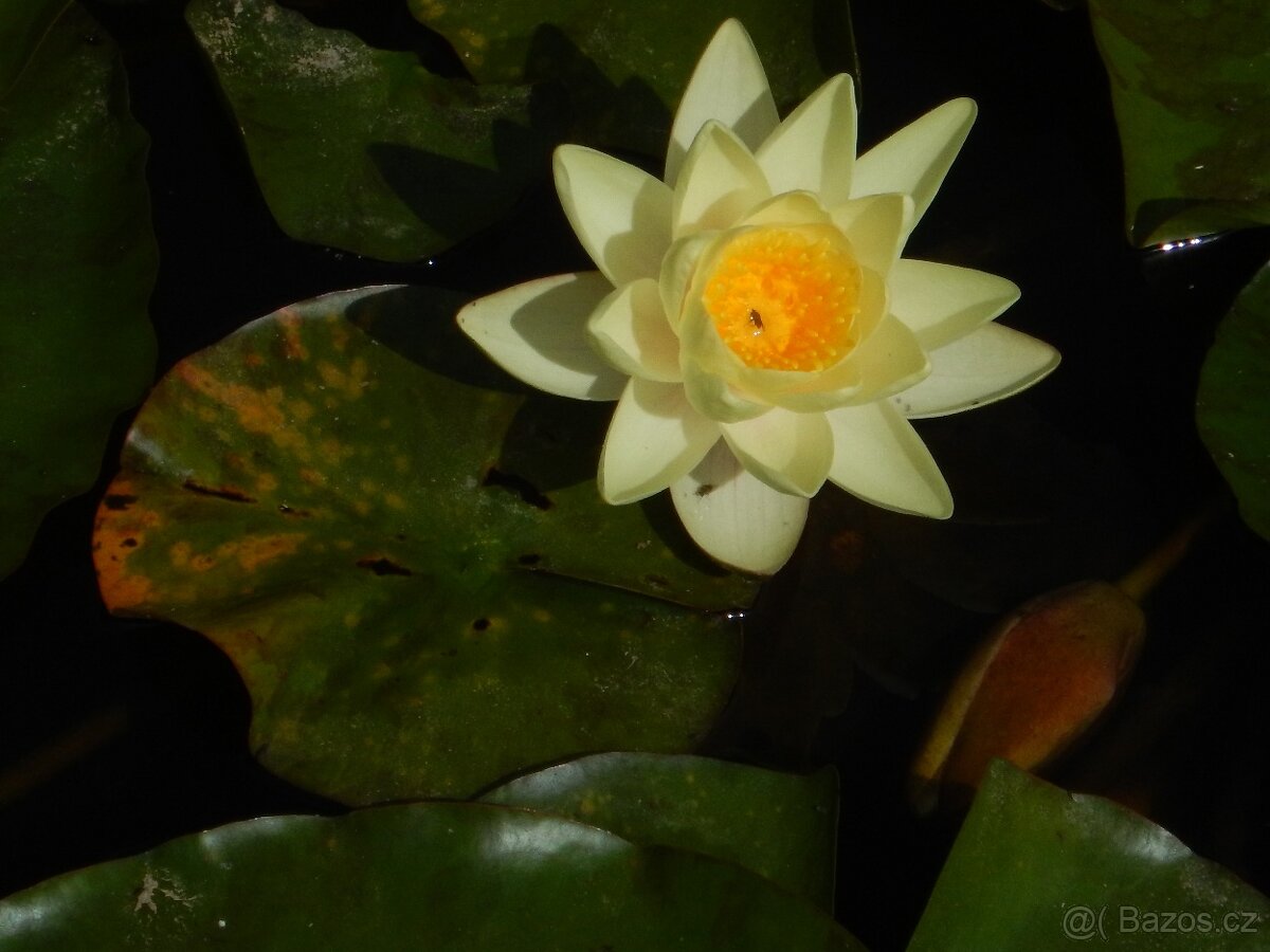 Lekníny žluté o růžové