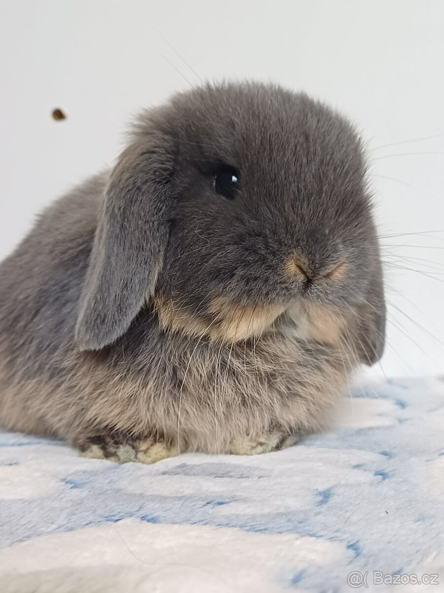 Minilop Samička Blue Otter