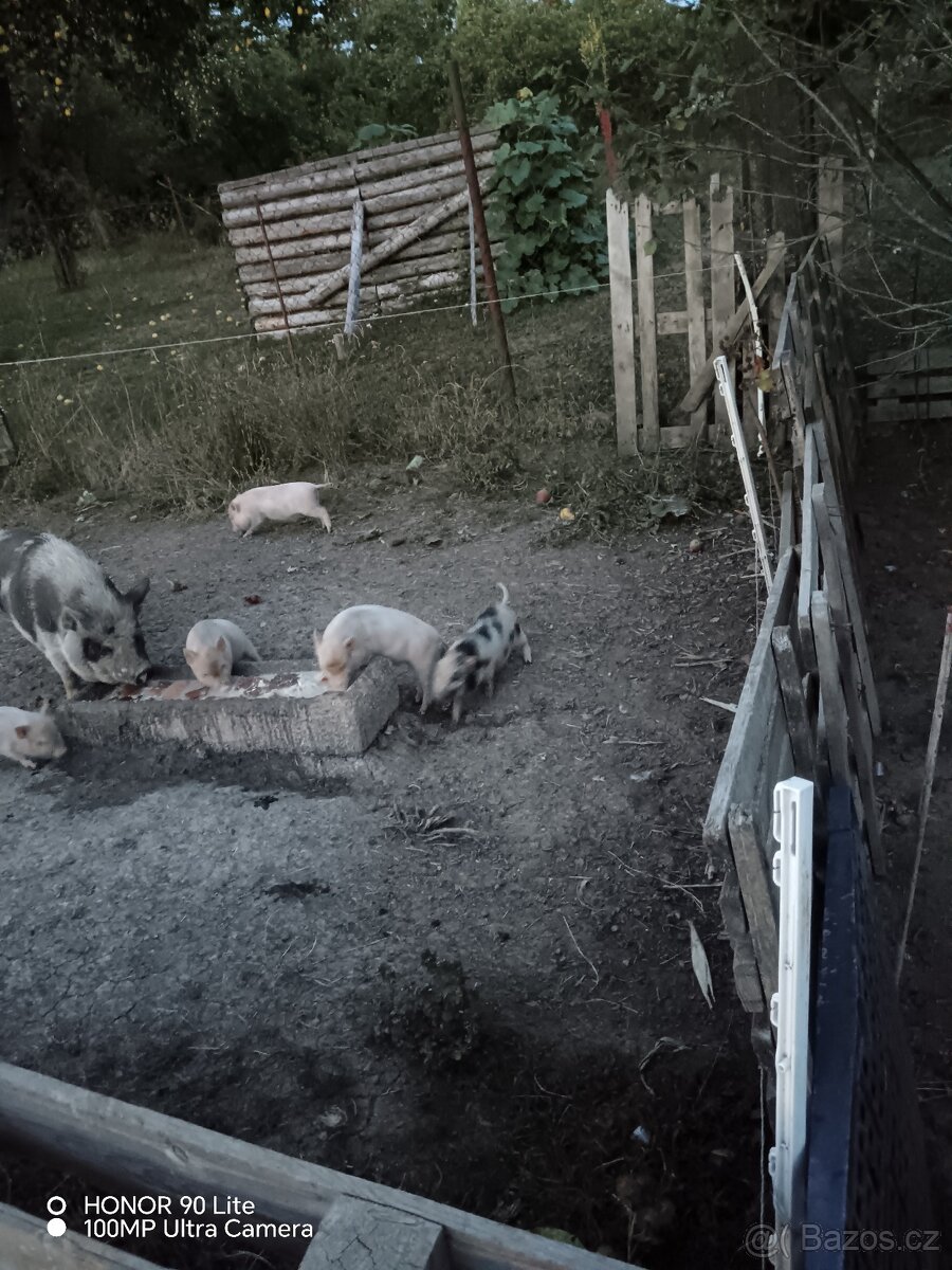 Prodám gottingenske selatka