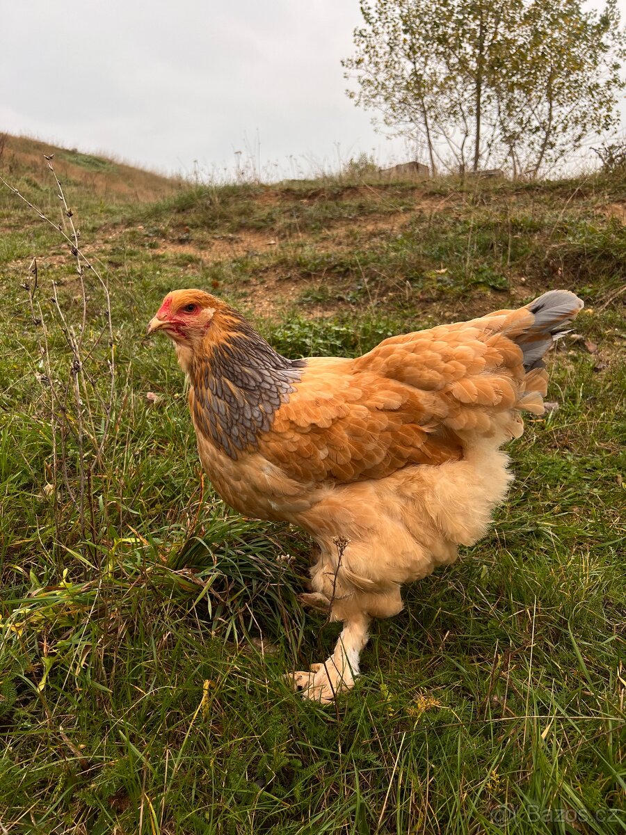 Slepice - Brahmanka kolumbie žlutá - světlá