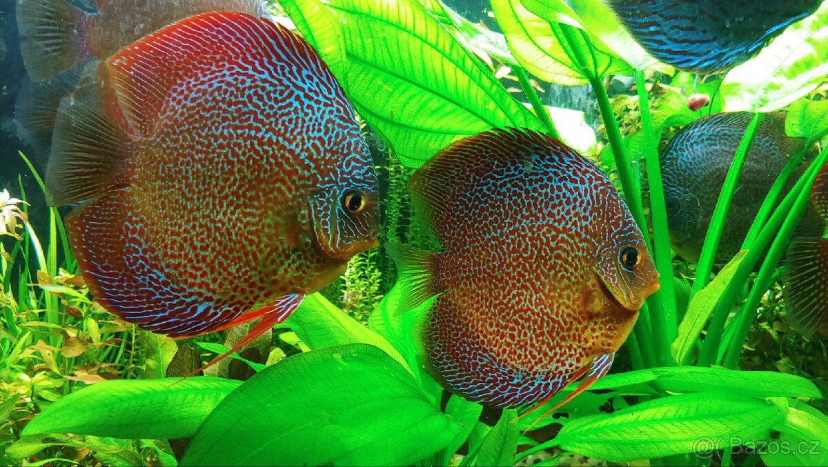 Velké Echinodory Echinodorus