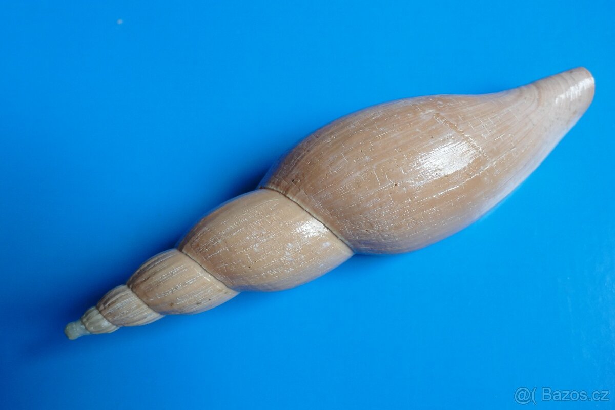 Fulgoraria allaryi XXL
